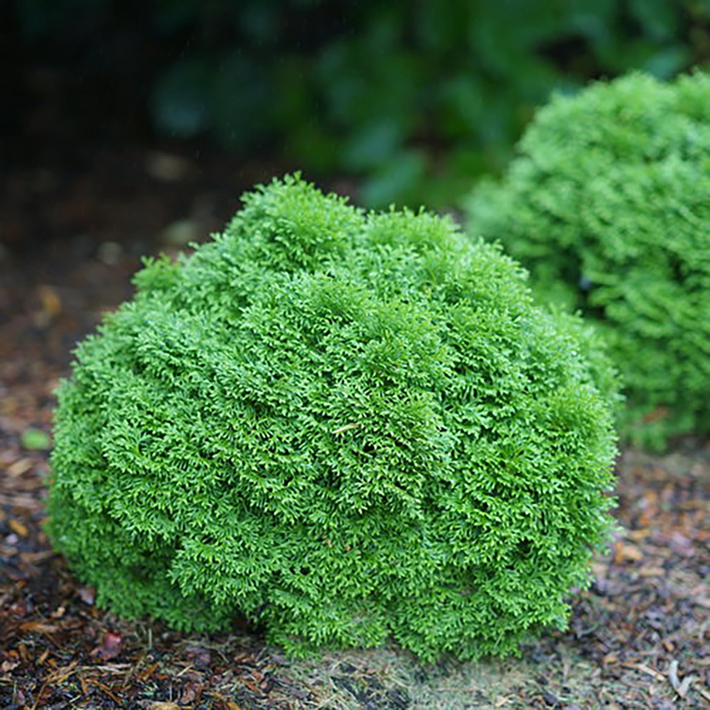 Tater Tot® Cedar