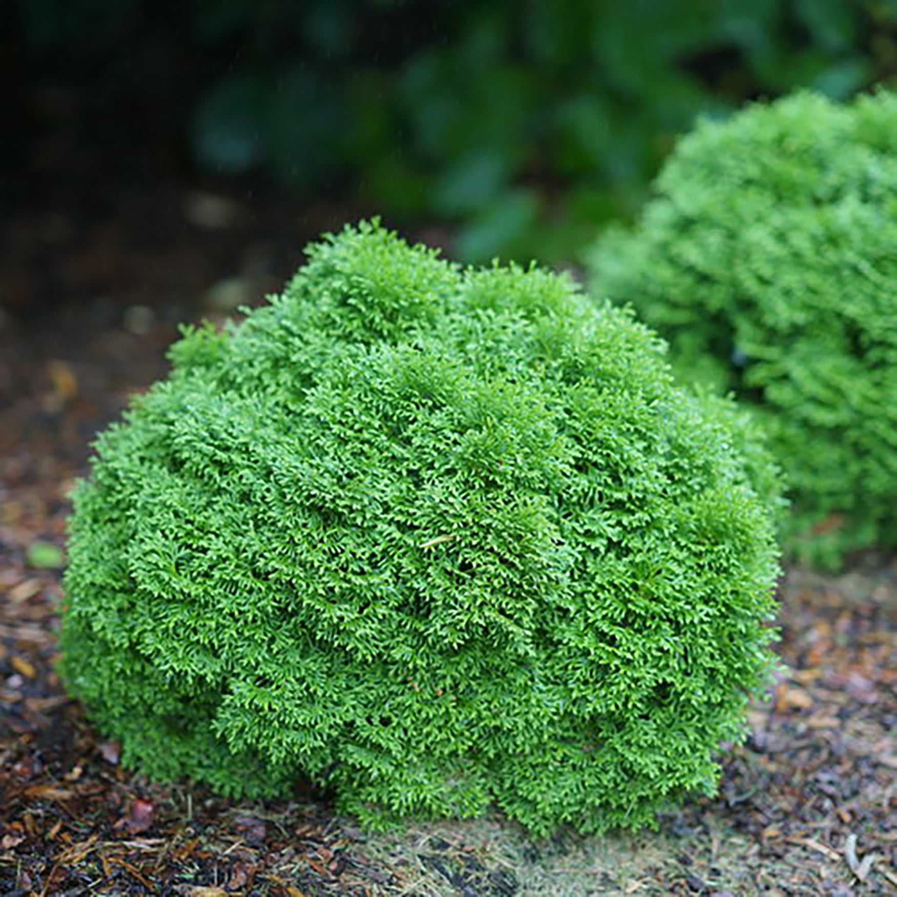 Tater Tot® Cedar
