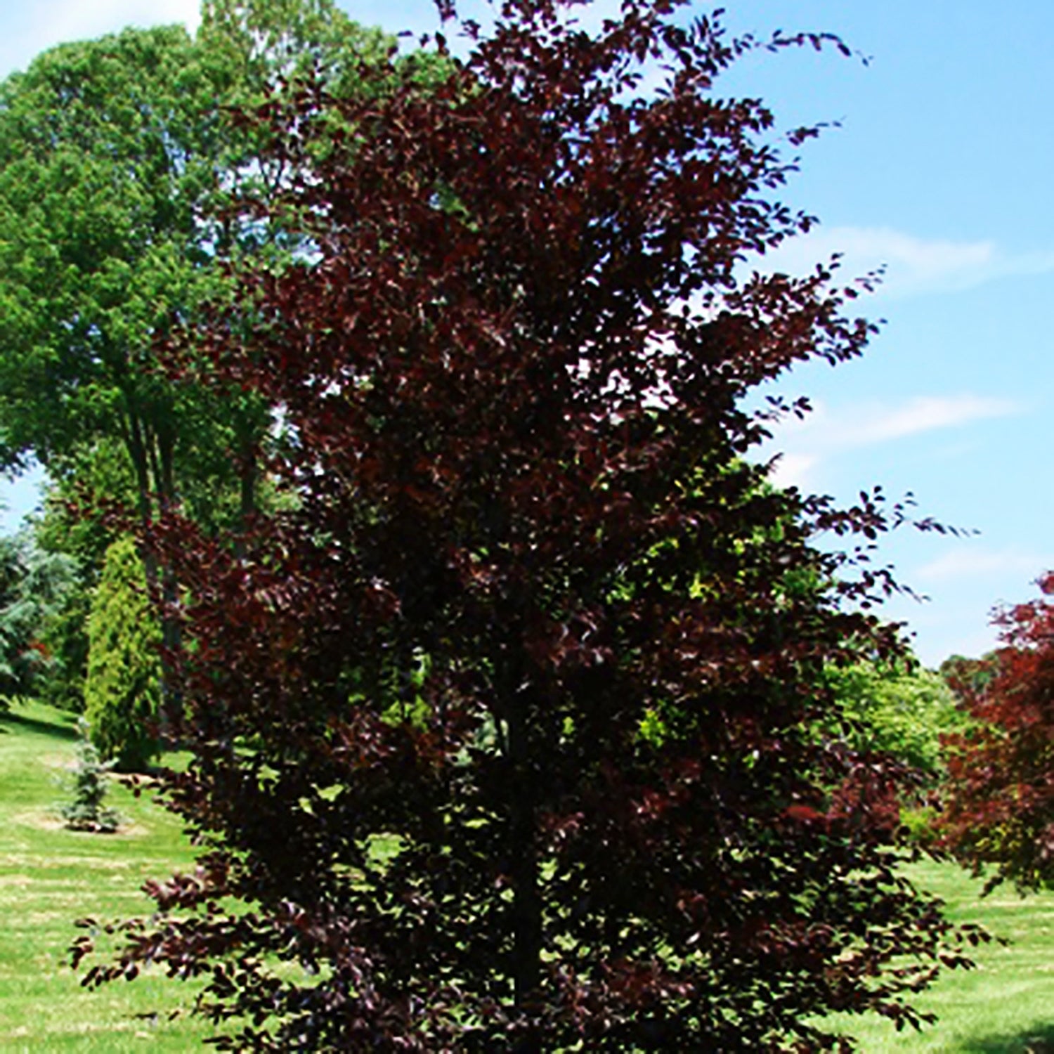 Oak Leaf Beech
