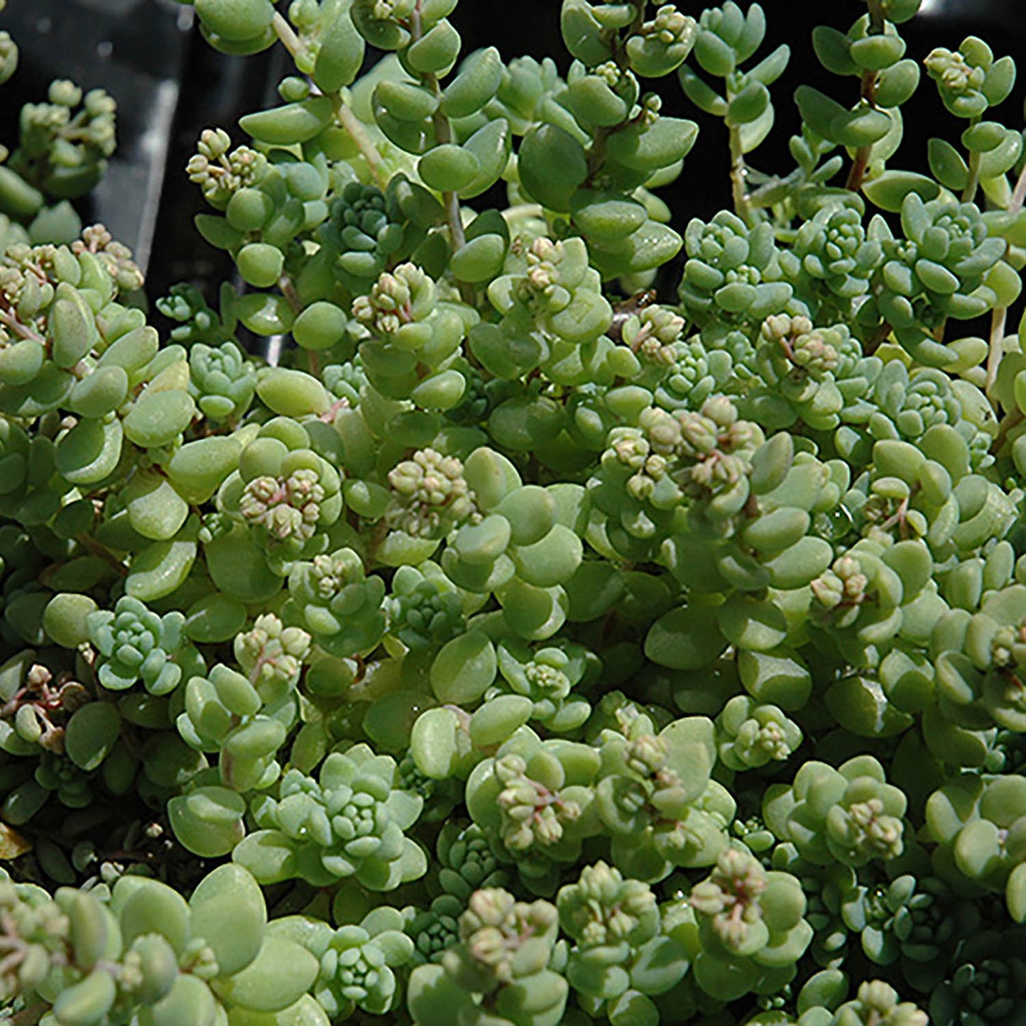 Corsican Stonecrop