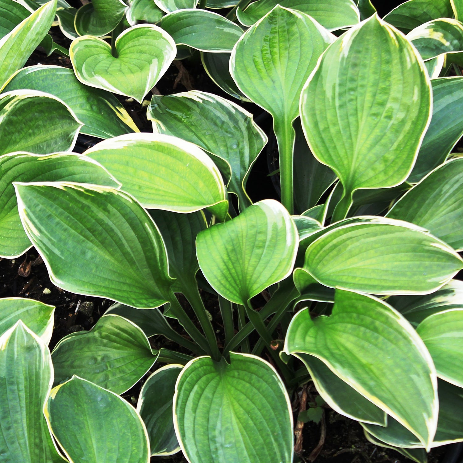 Christmas Tree Plantain Lily