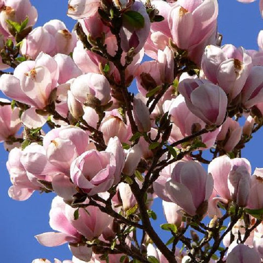 San Jose Saucer Magnolia