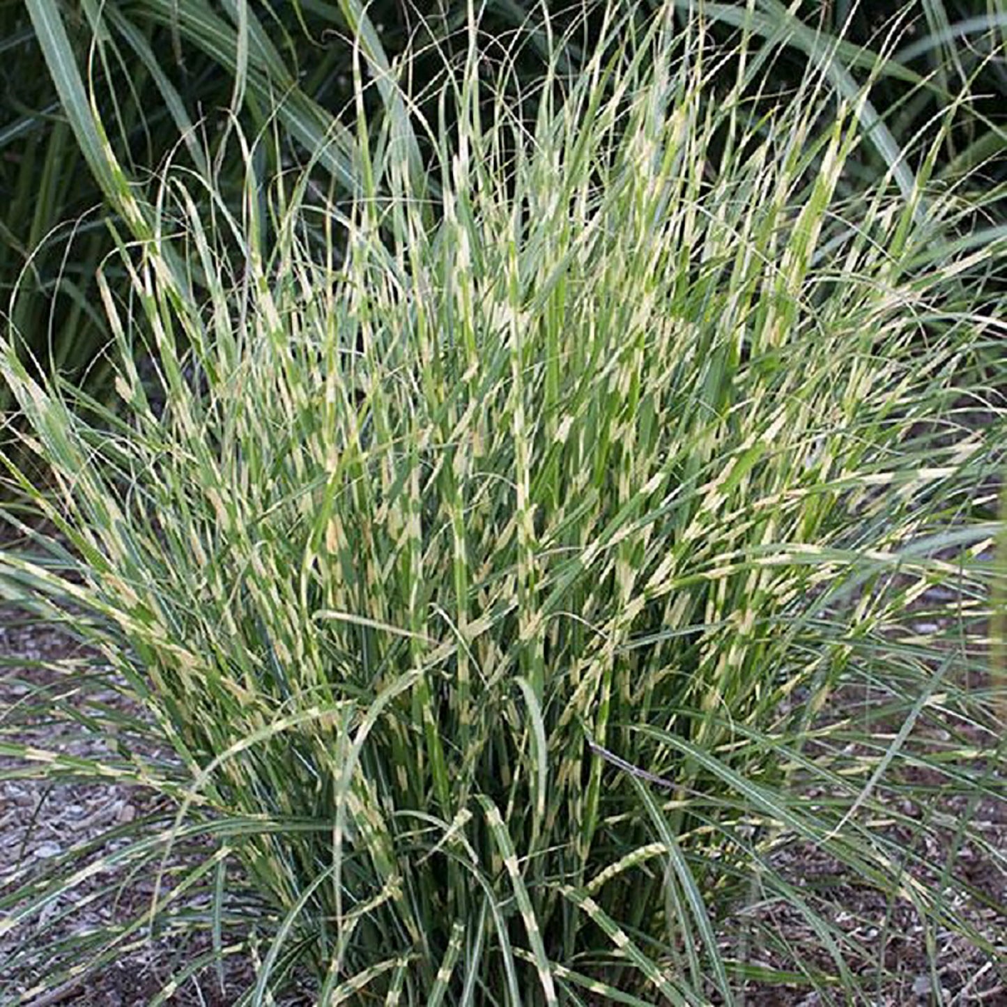 Bandwidth Silver Grass
