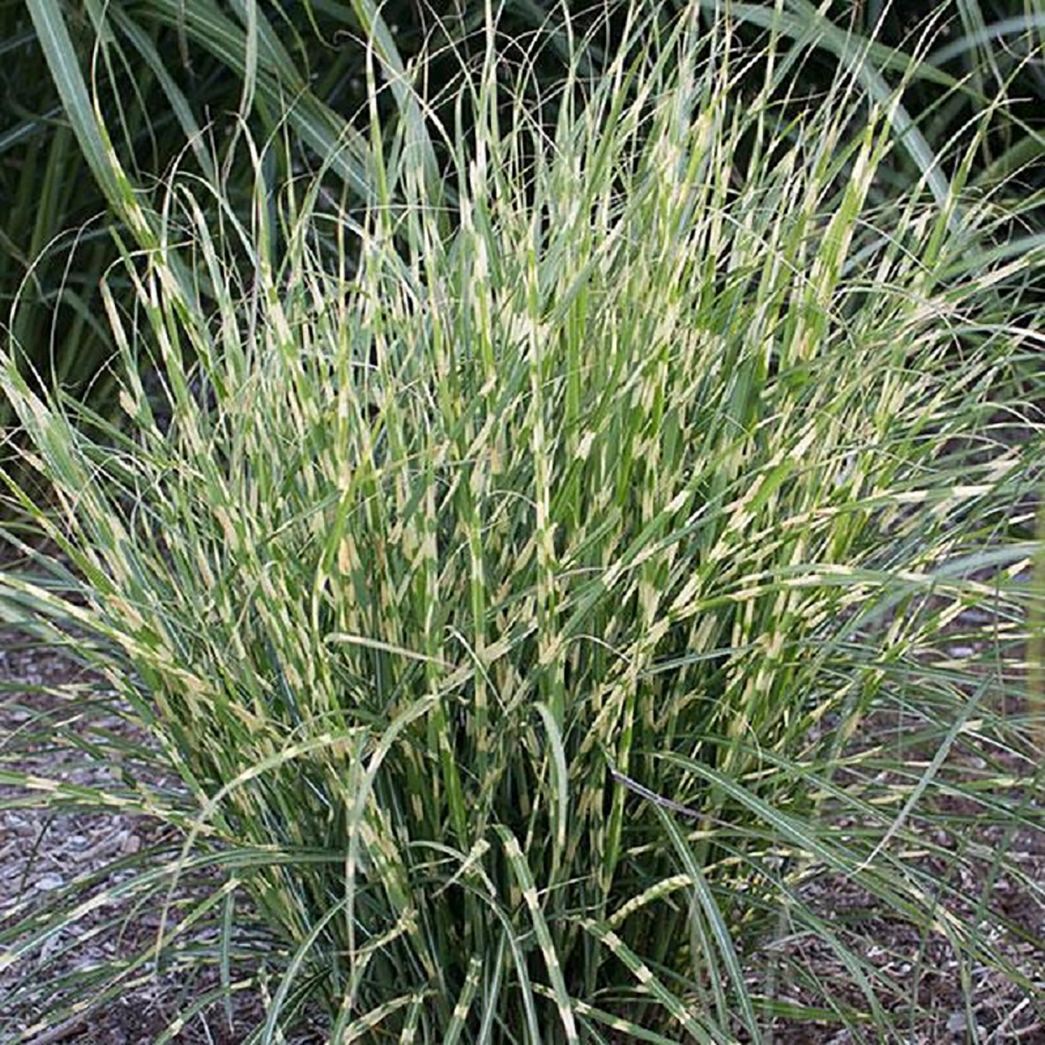 Bandwidth Silver Grass
