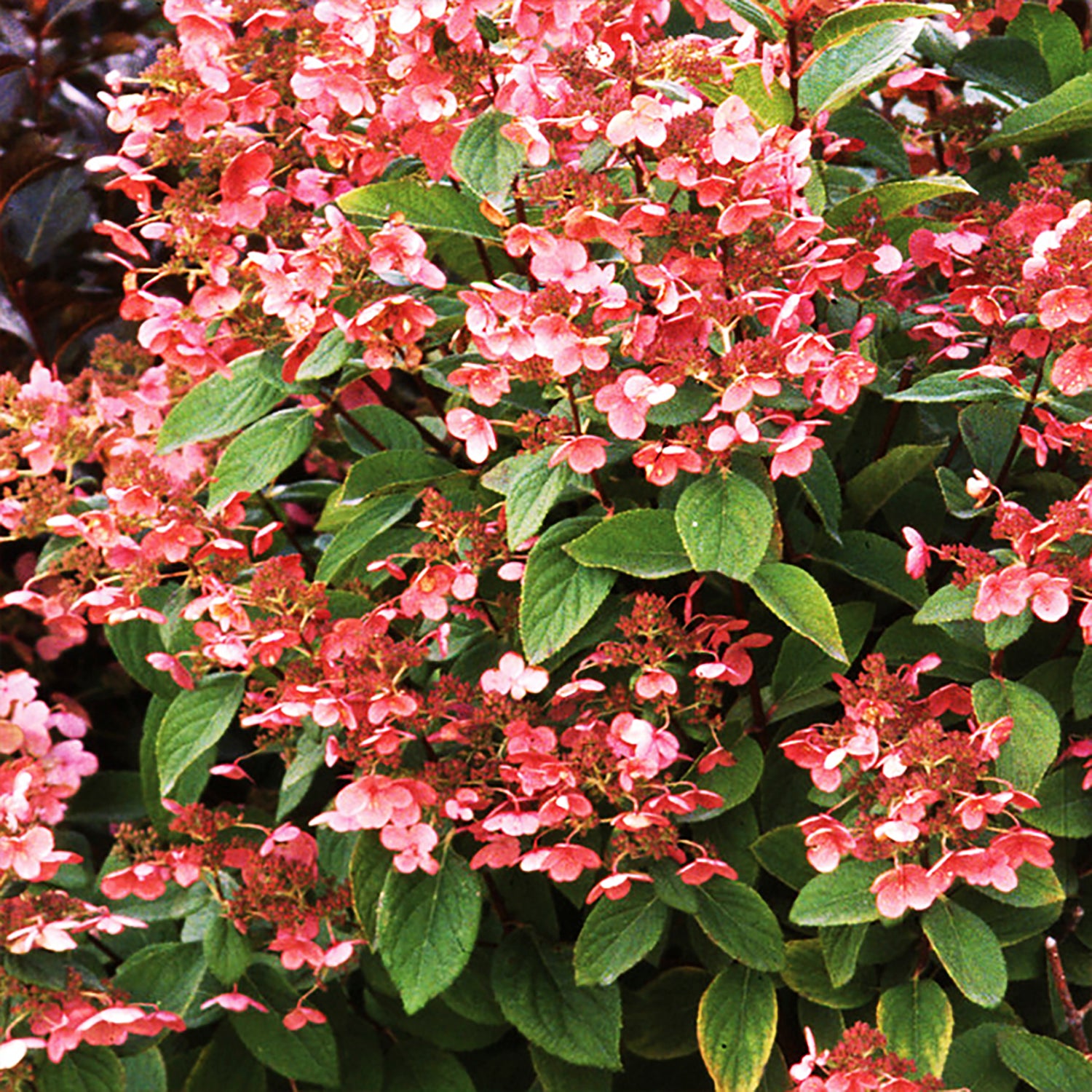 Quick Fire® Tree Hydrangea