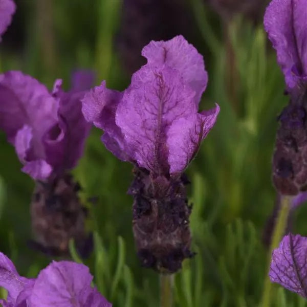 Royal Anouk Spanish Lavender