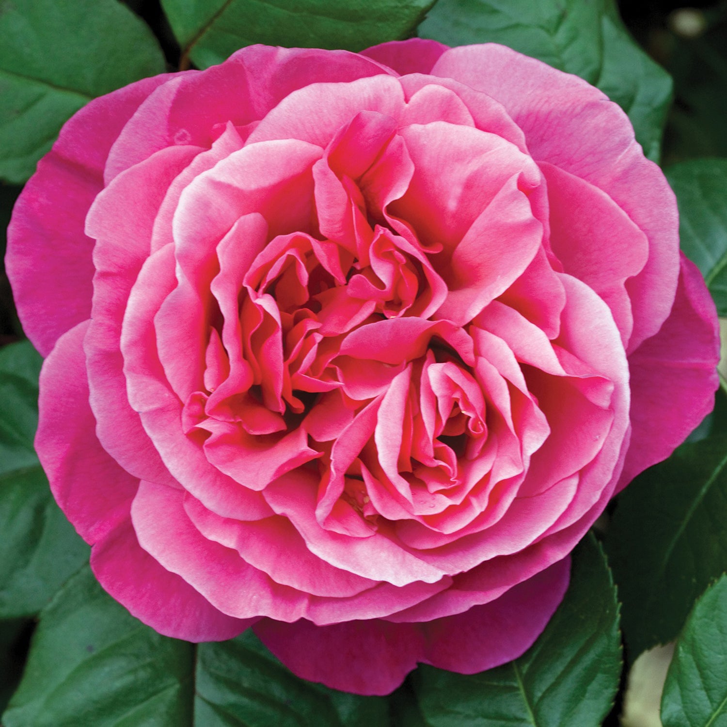 Dee-Lish® Hybrid T Rose