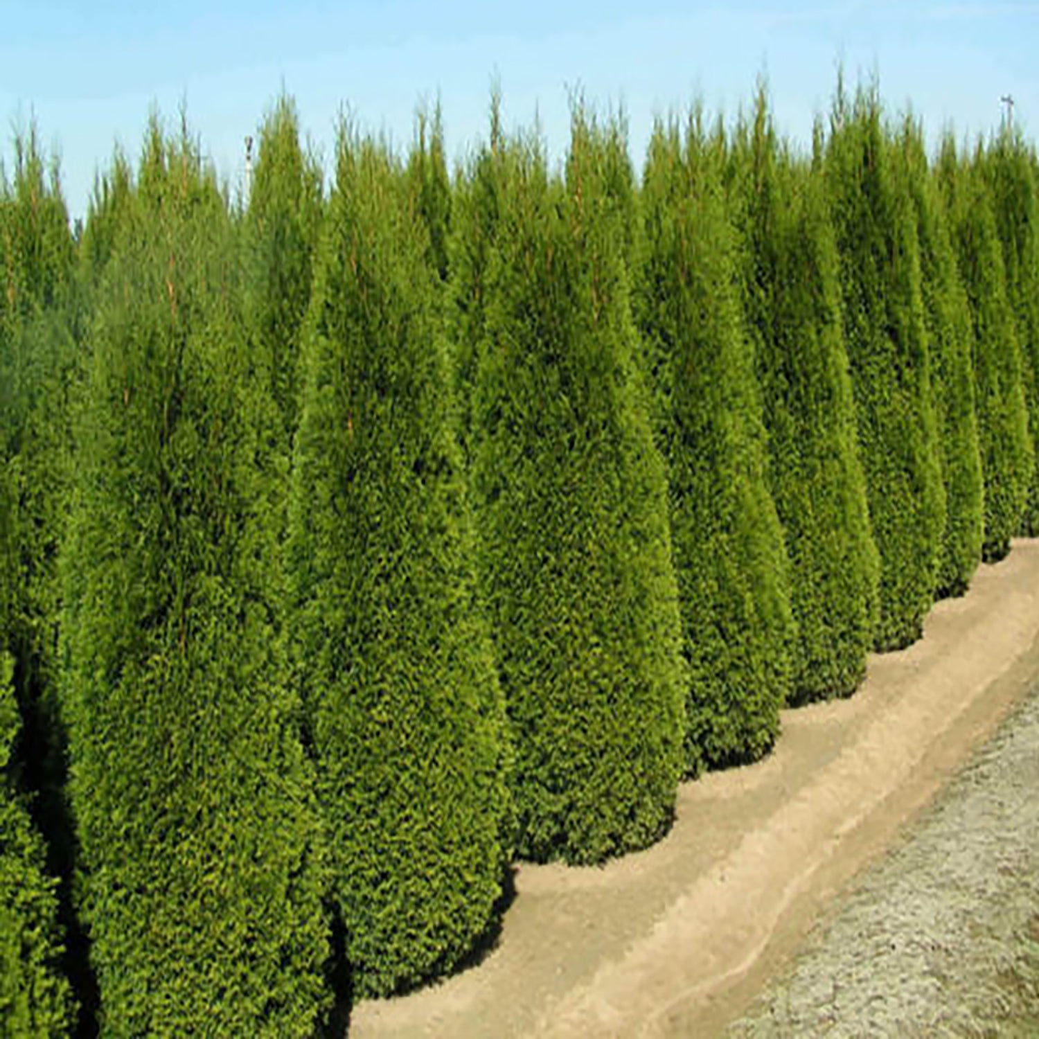 Holmstrup Cedar