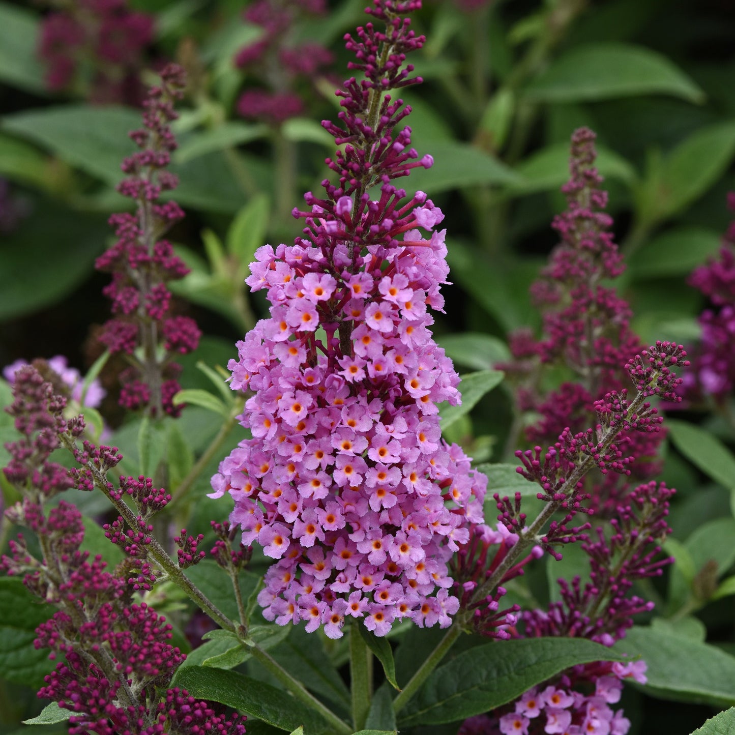 Chrysalis™ Pink Butterfly Bush