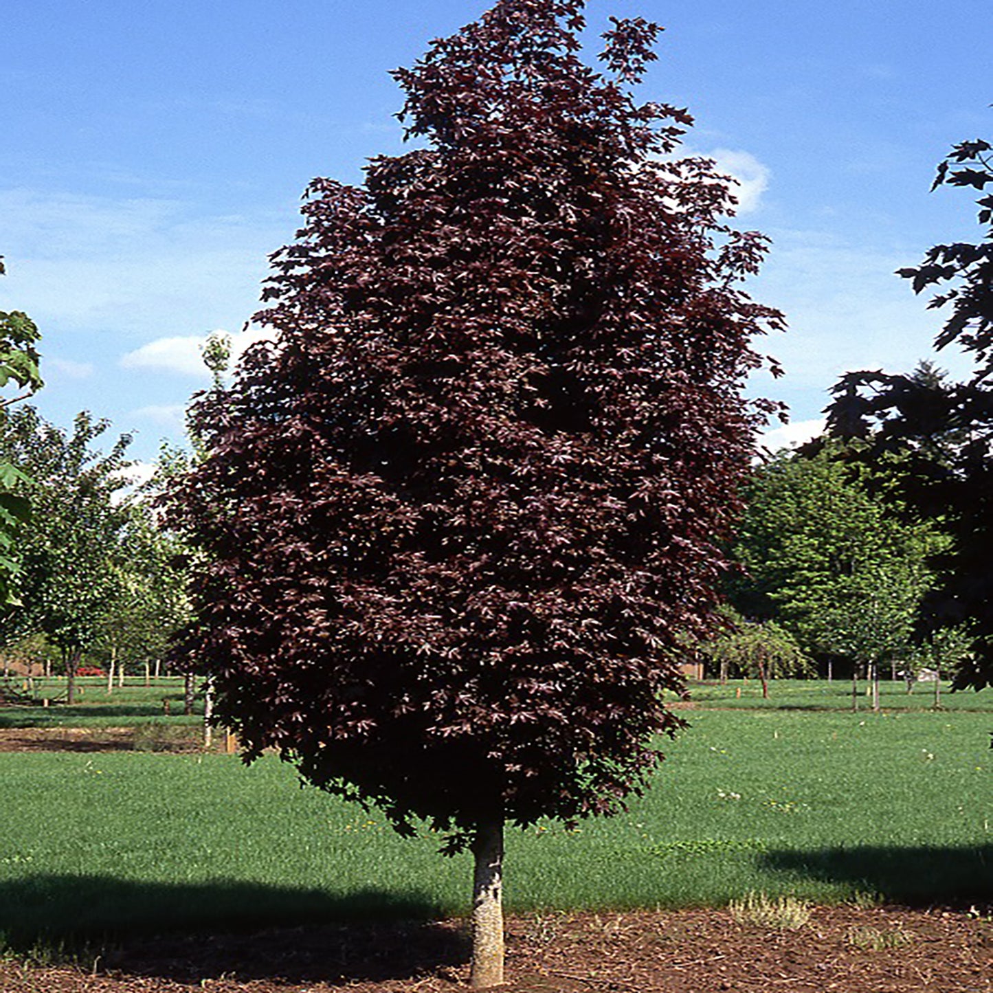 Crimson Sentry Maple