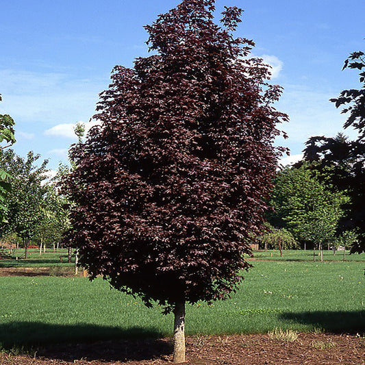 Crimson Sentry Maple