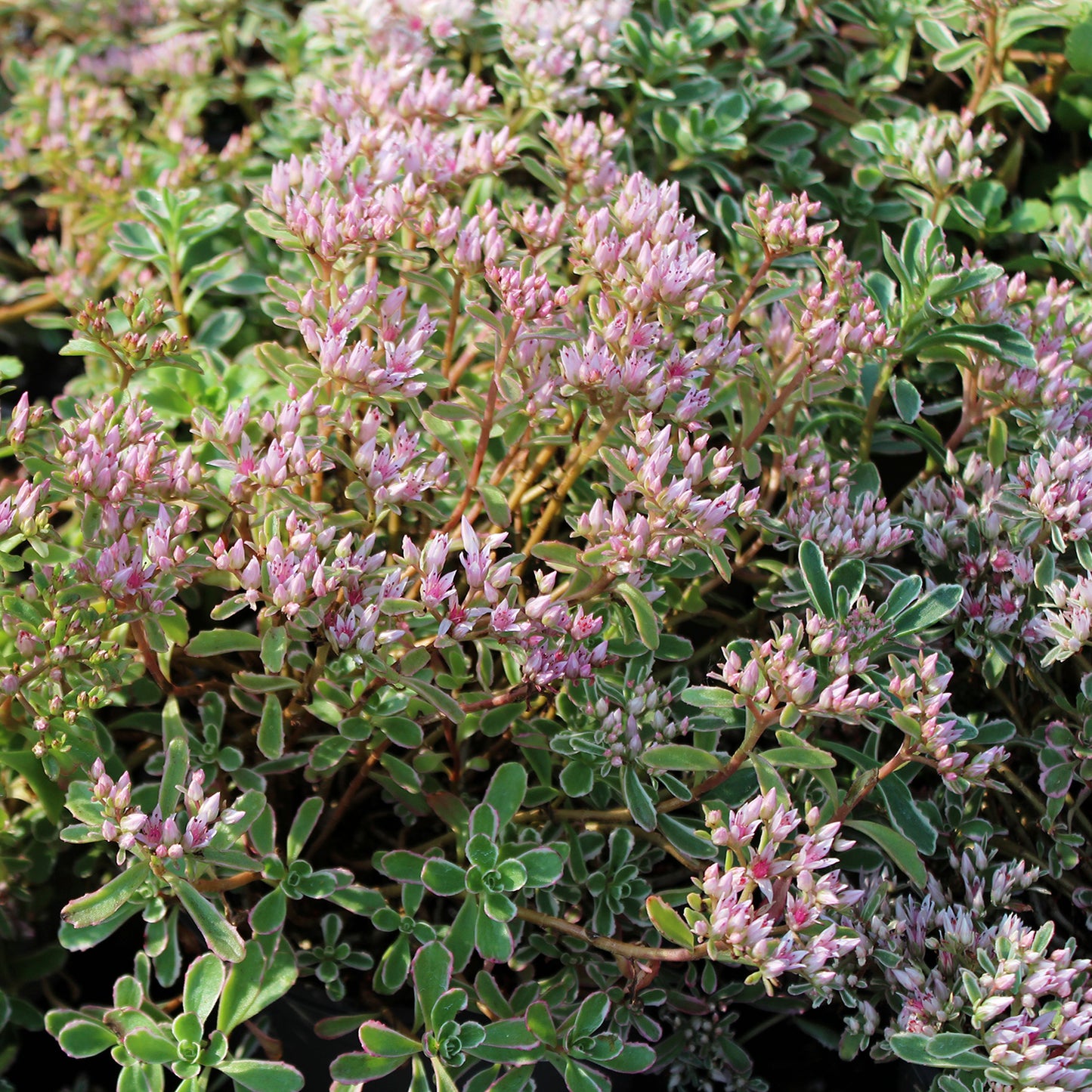 Tricolour Stonecrop