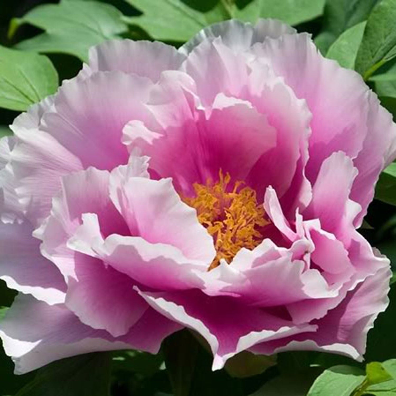 Kamata Nishiki Tree Peony