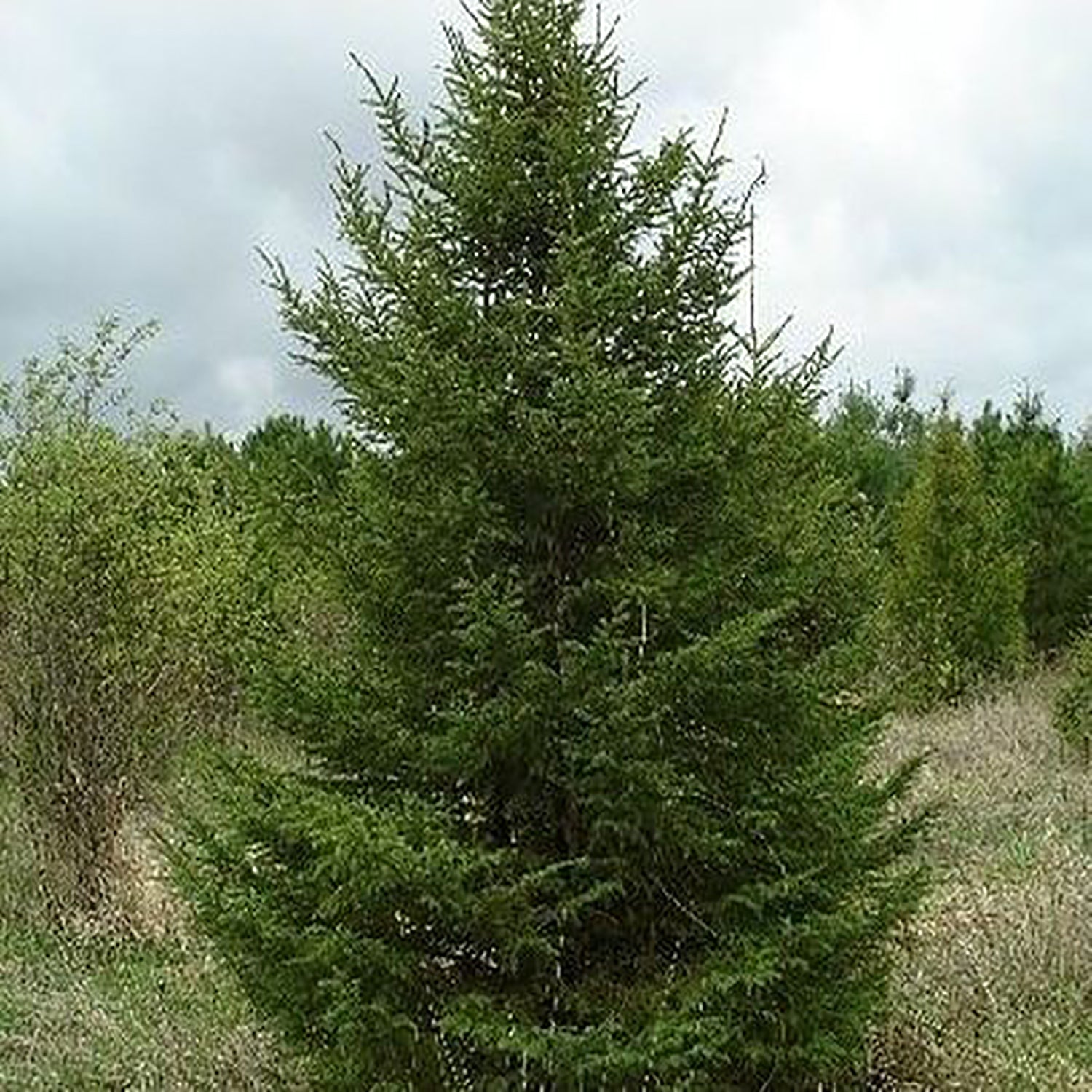 Black Spruce