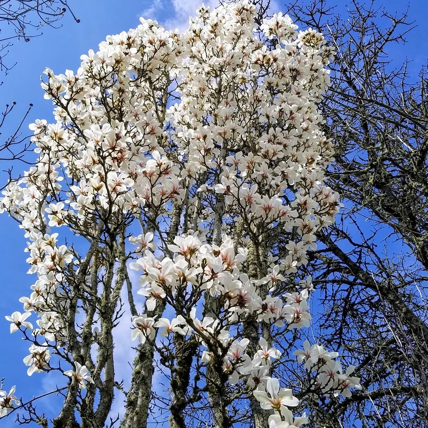 Marilyn's Choice™ Magnolia