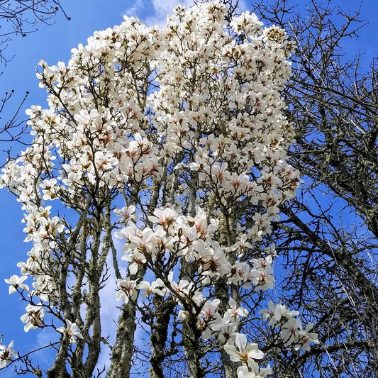 Marilyn's Choice™ Magnolia