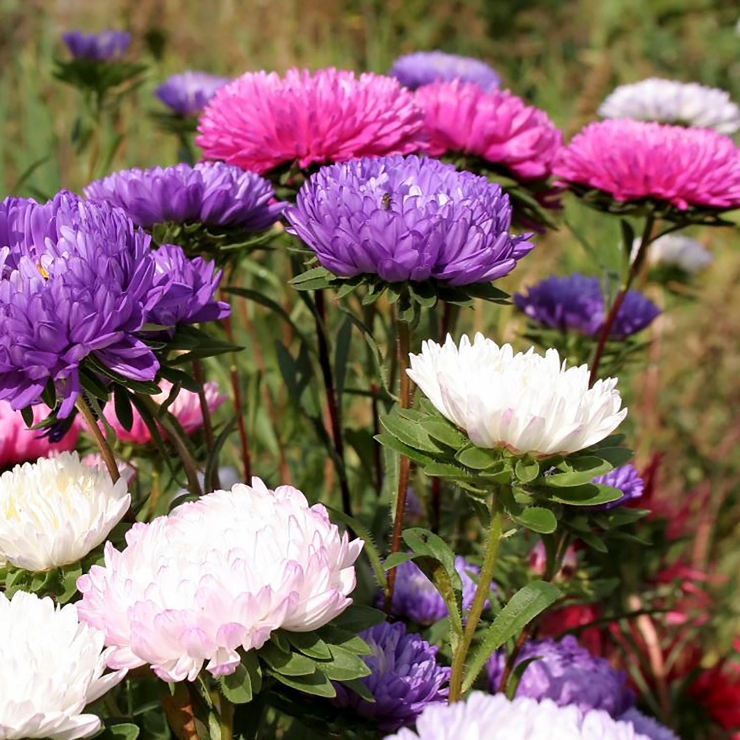 Alpine Aster