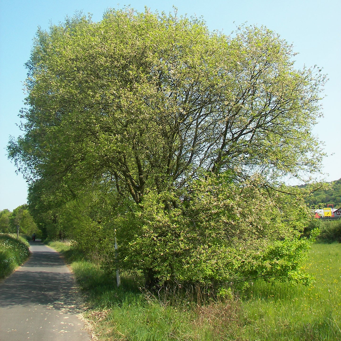 Black Willow