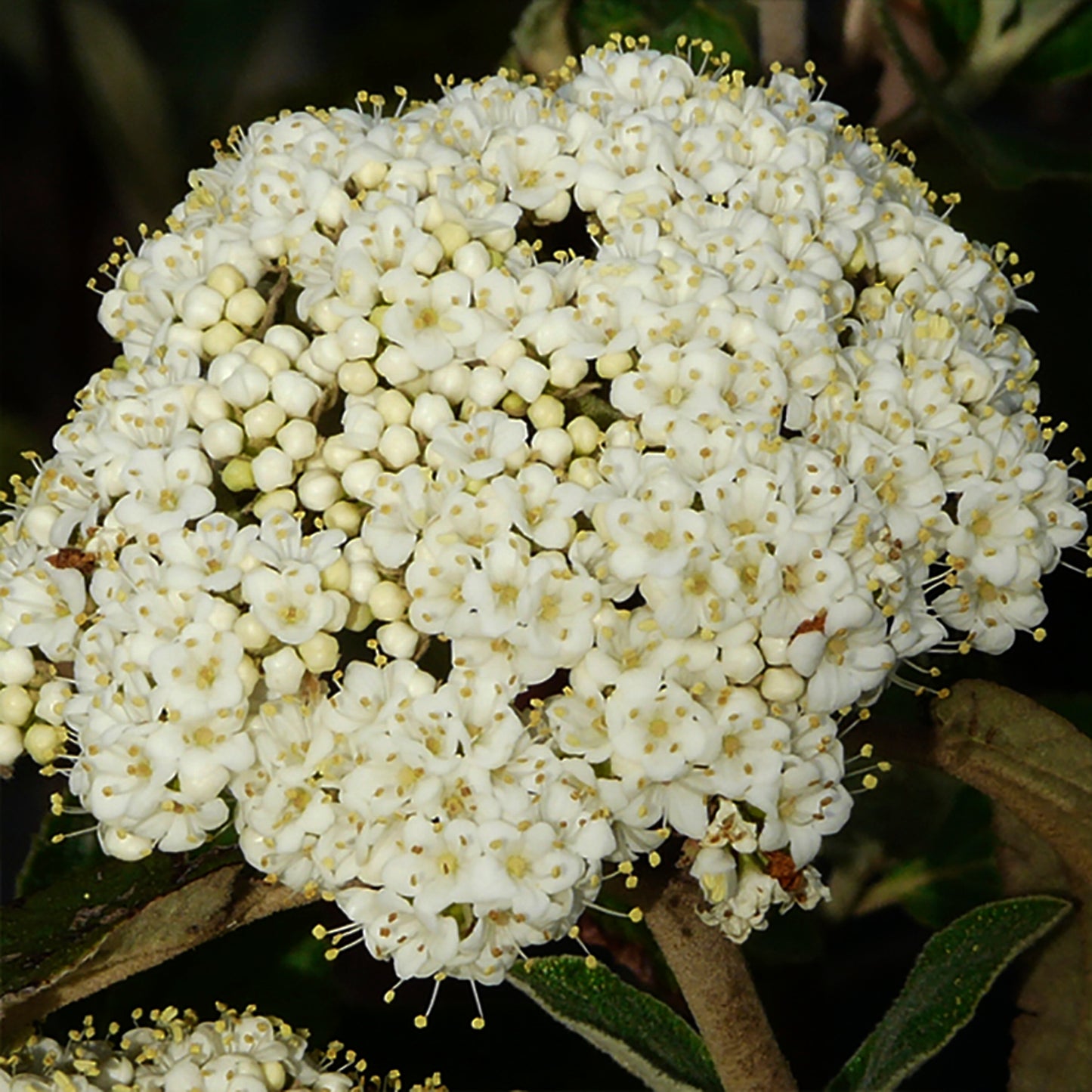 Alleghany Viburnum