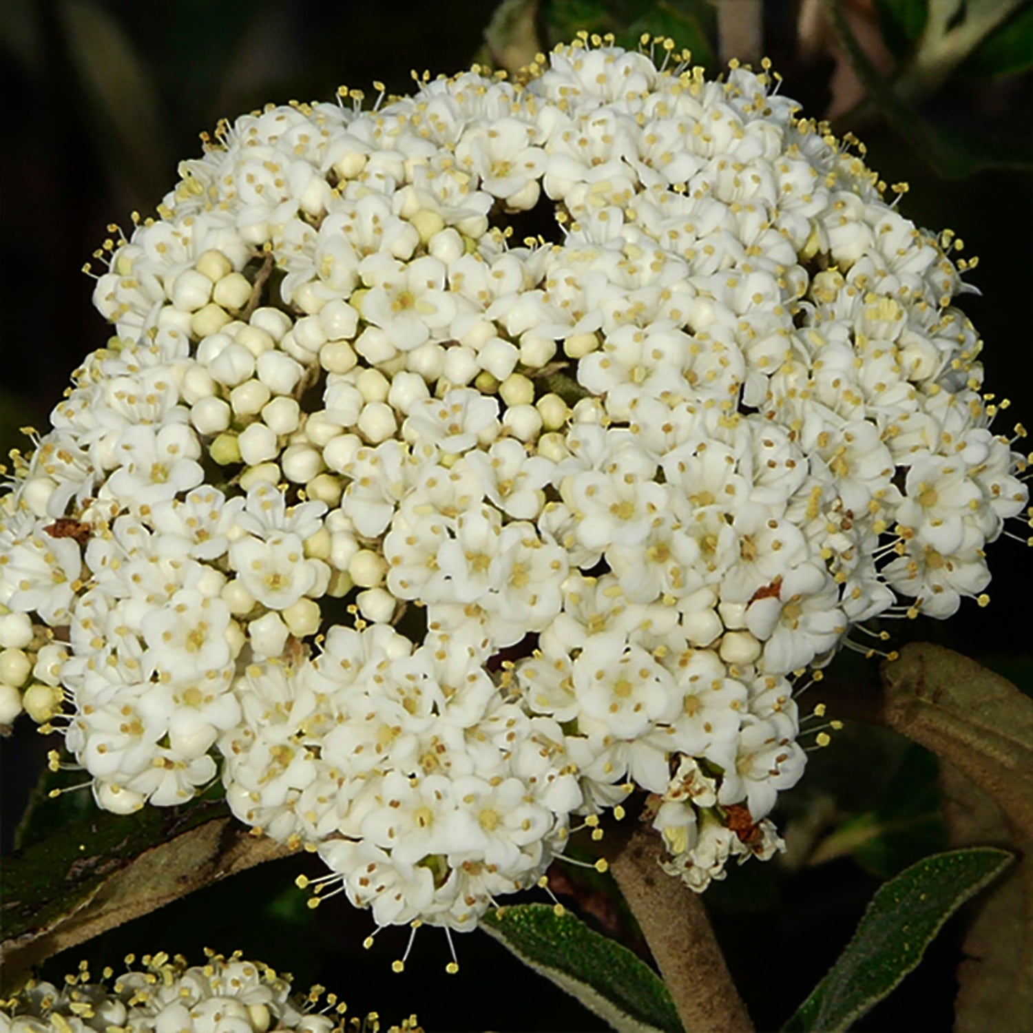 Alleghany Viburnum