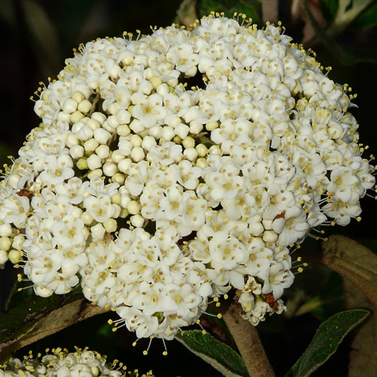 Alleghany Viburnum