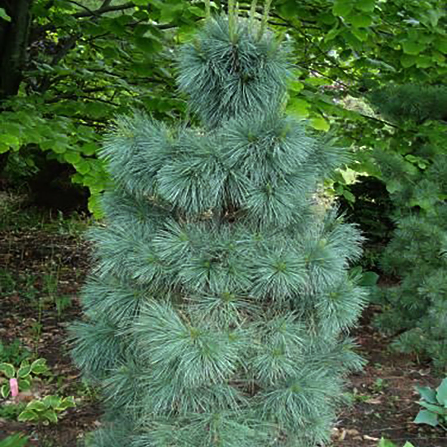 Domingo Limber Pine