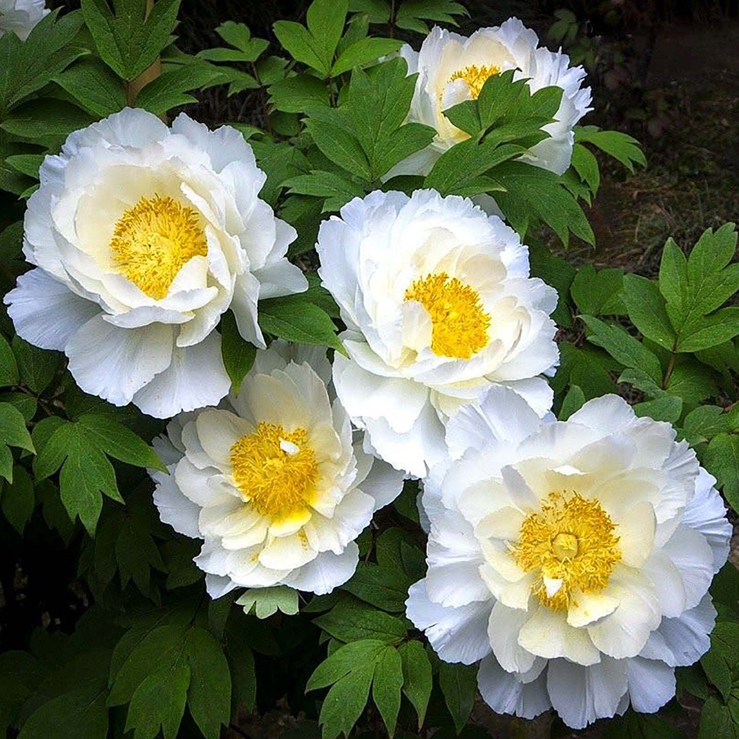Dublin™ Patio Peony