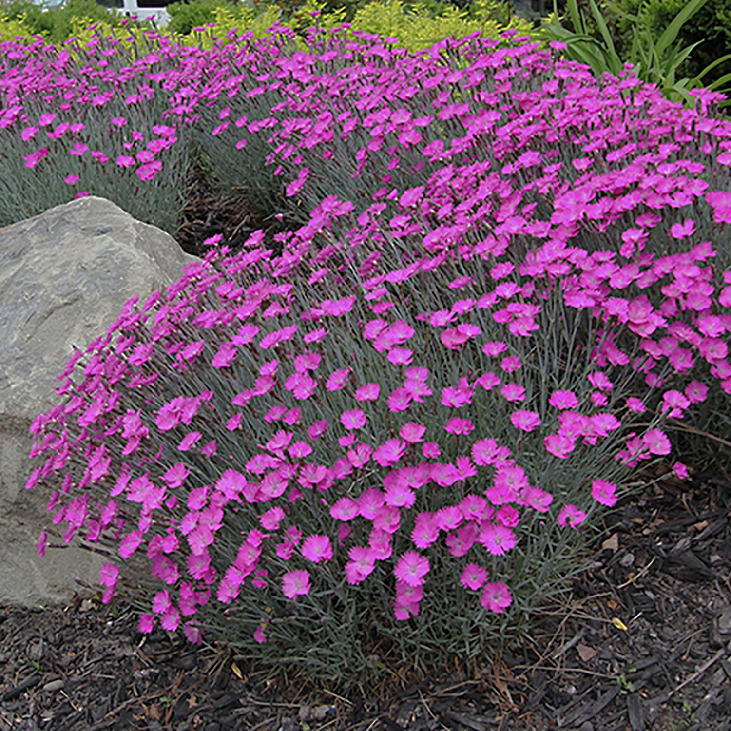 Firewitch Pinks