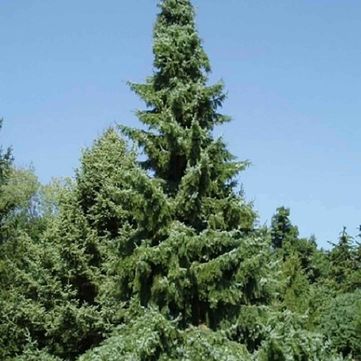 Berliner's Weeper Weeping Serbian Spruce