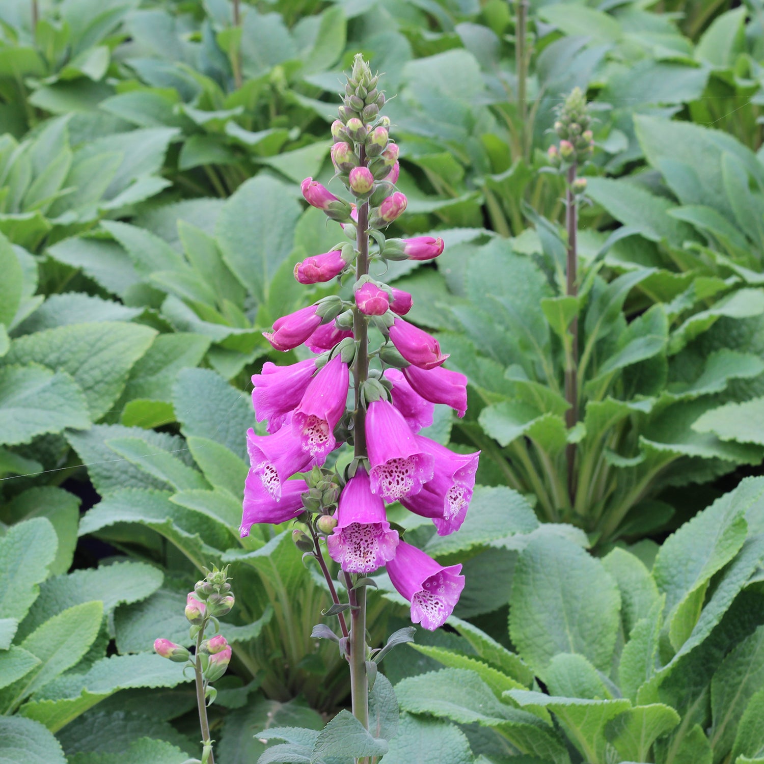 Dalmatian Purple Foxglove
