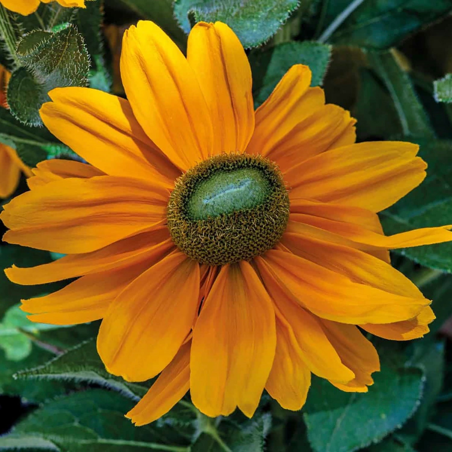 Amarillo Gold Black-Eyed Susan
