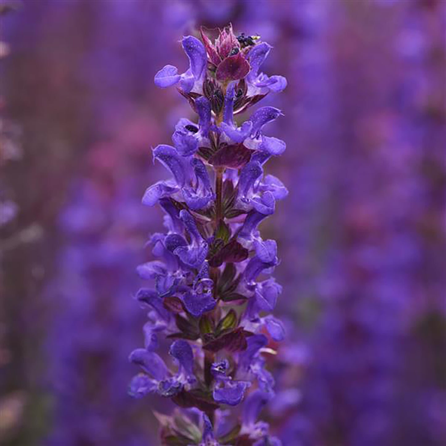 Salvatore Blue Sage