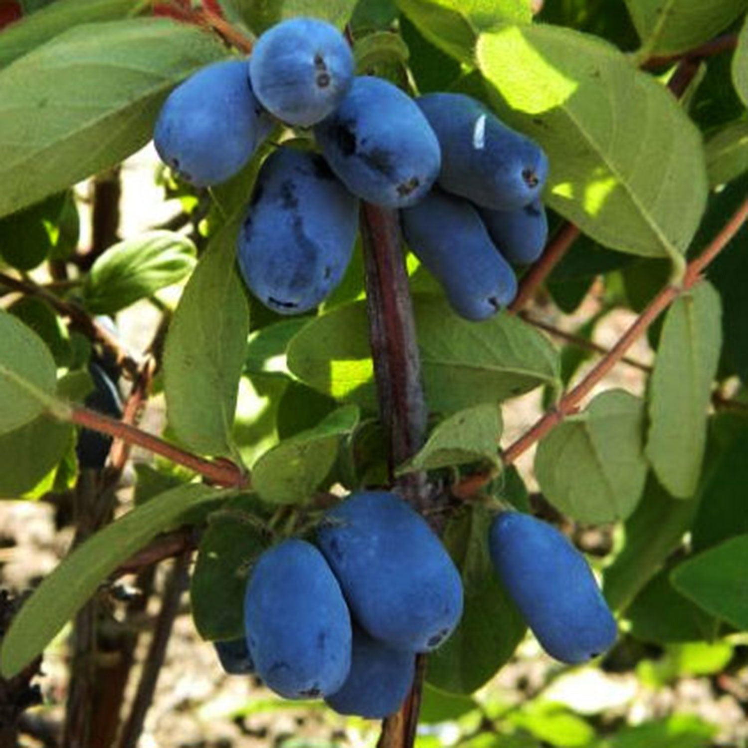 Tundra Honeyberry