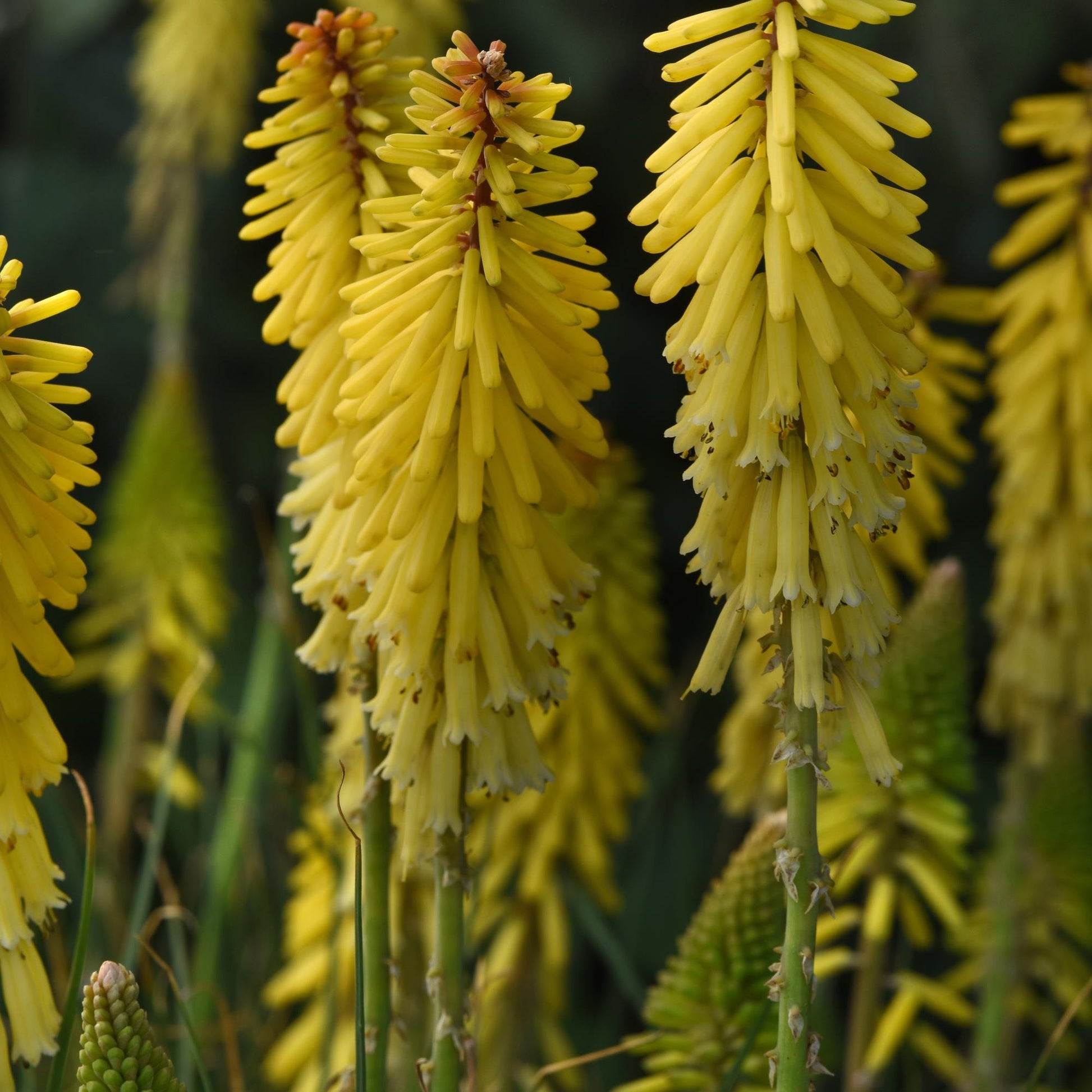 Glowstick Red Hot Poker