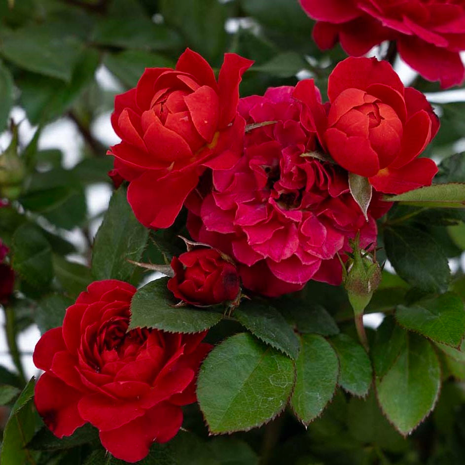 Sunblaze® Watermelon Miniature Rose