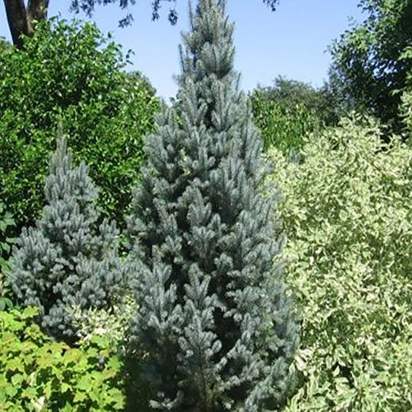 Columnare Blue Spruce