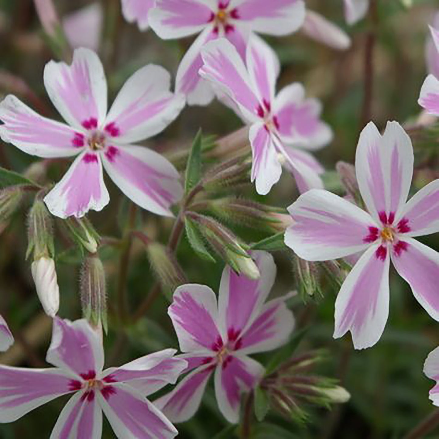 Candy Stripe Moss Phlox/Creeping Phlox