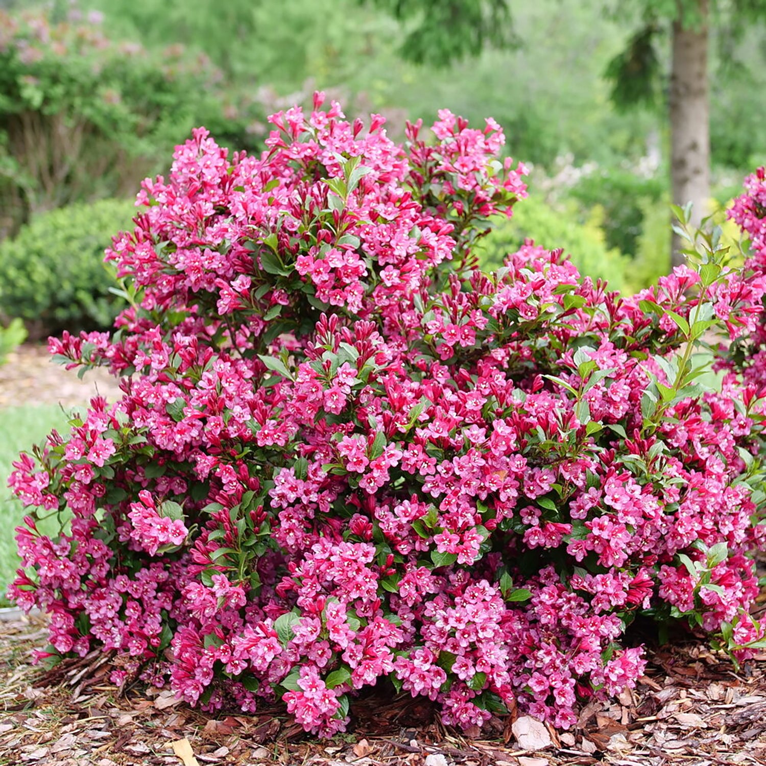 Punch™ Reblooming Weigela