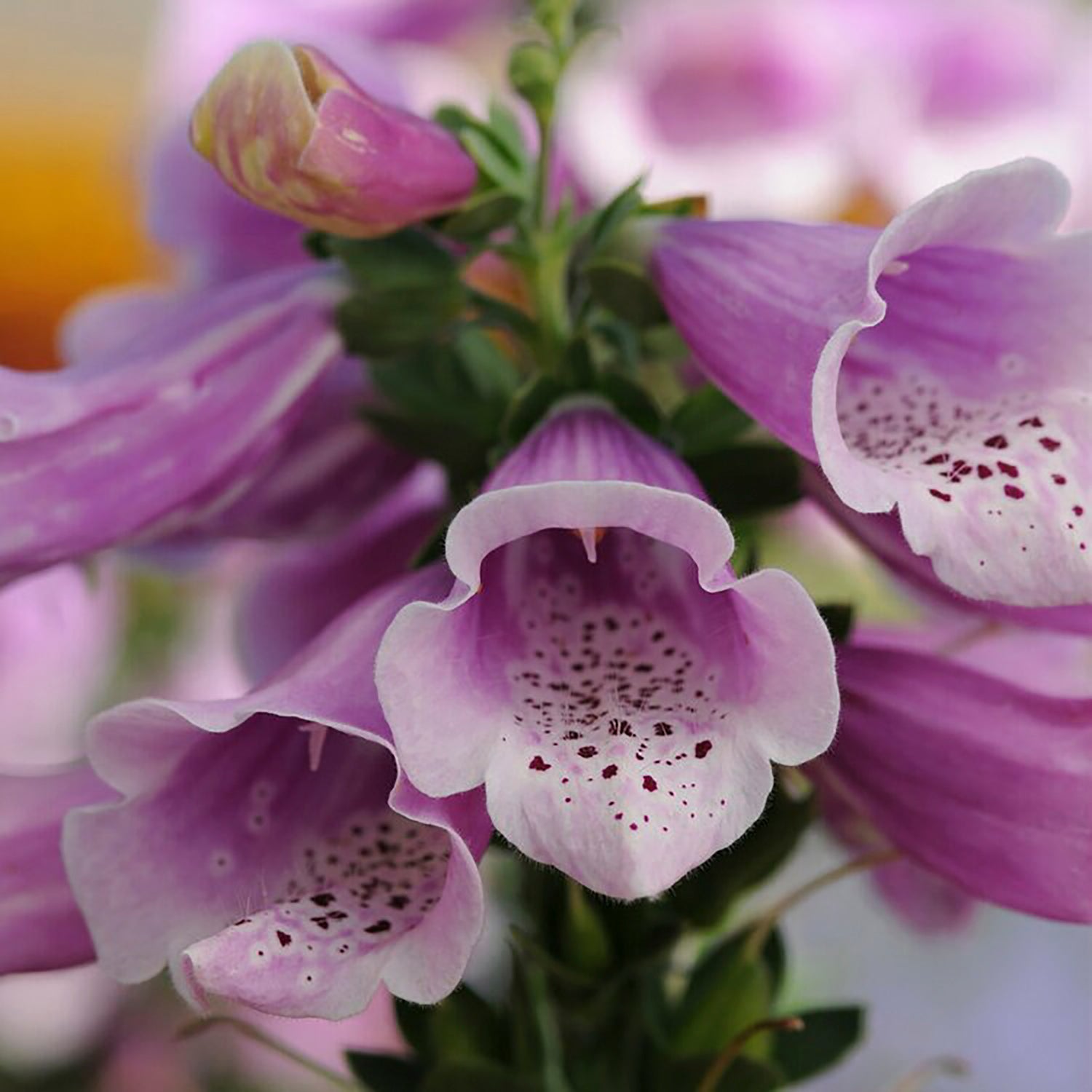 Dalmatian Rose Foxglove