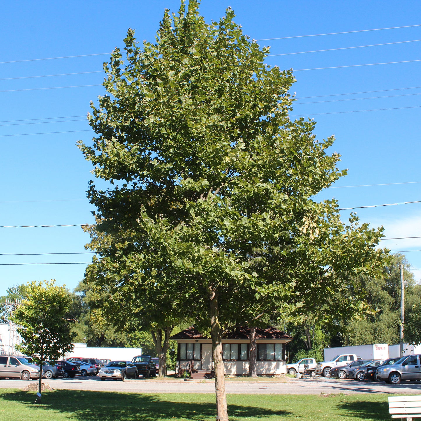 Exclamation™ London Plane Tree