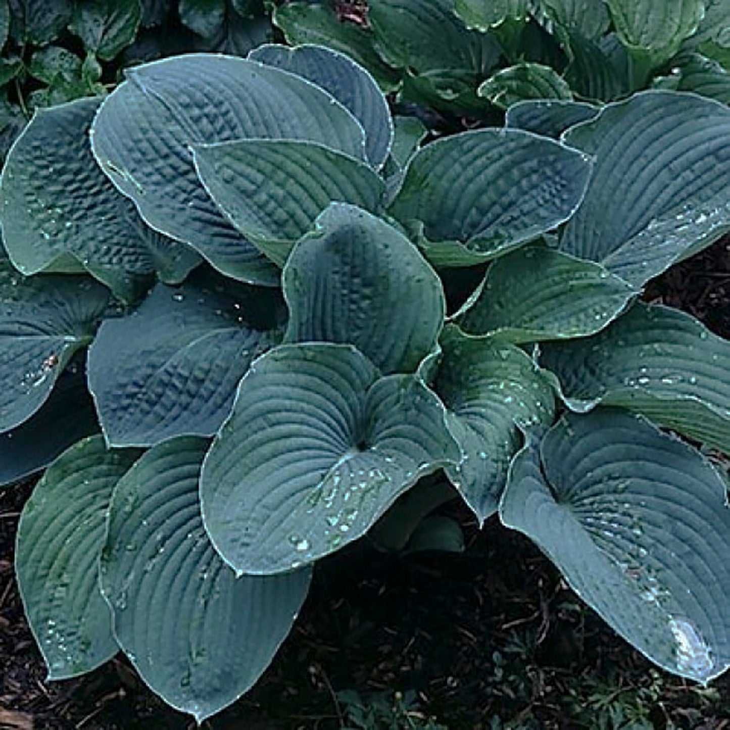Sieboldiana Elegans Plantain Lily