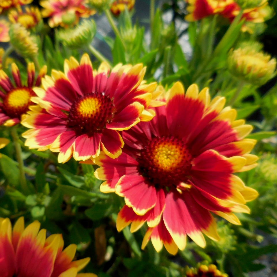 Sunset Cutie Blanket Flower