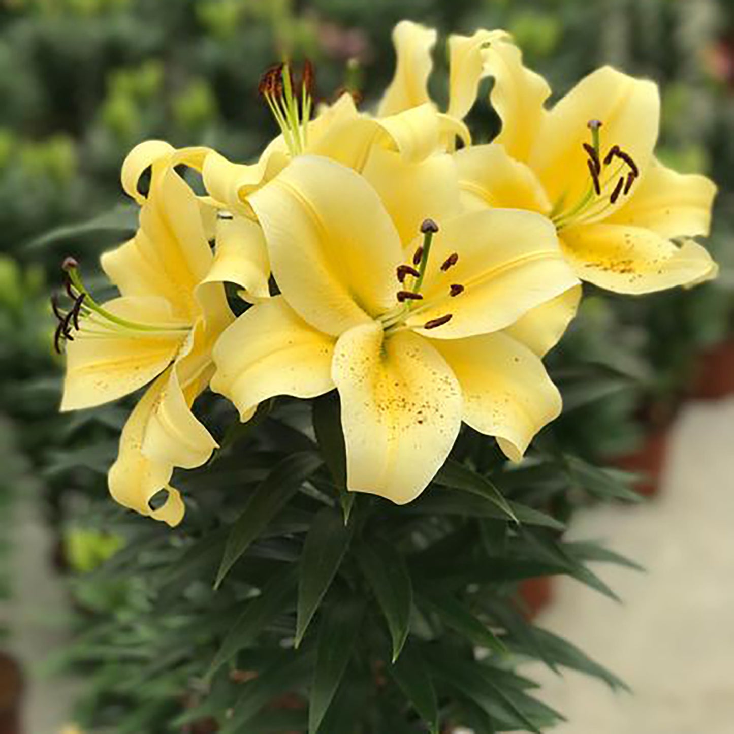 Sunny Bliss Oriental Lily