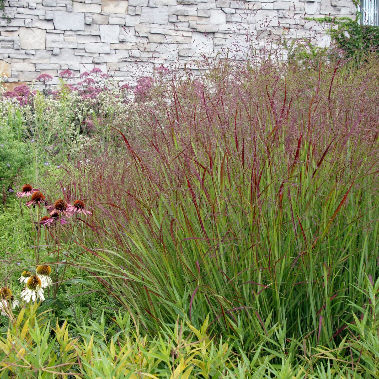 Shenandoah Switch Grass