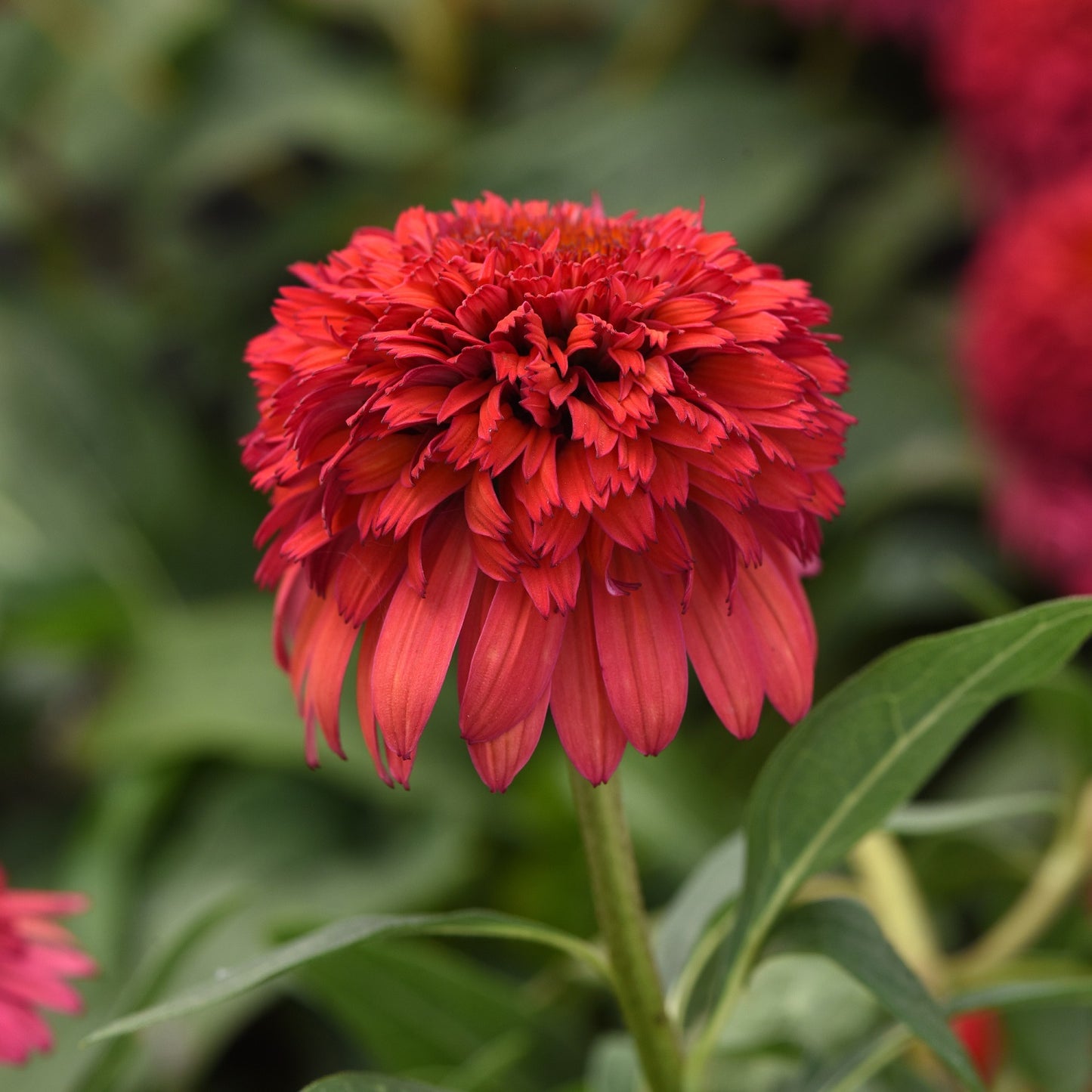 Raspberry Deluxe Coneflower