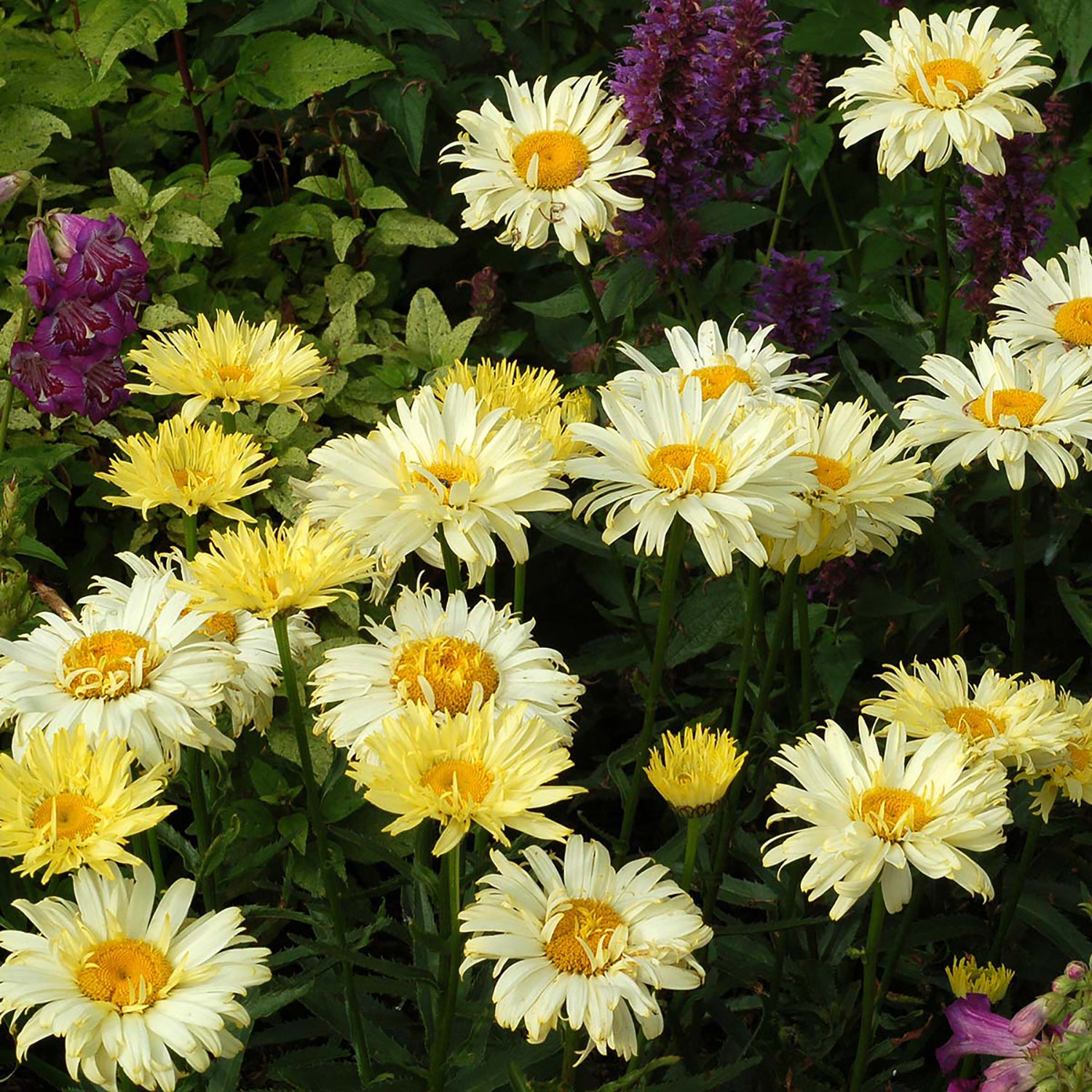 Goldfinch Shasta Daisy