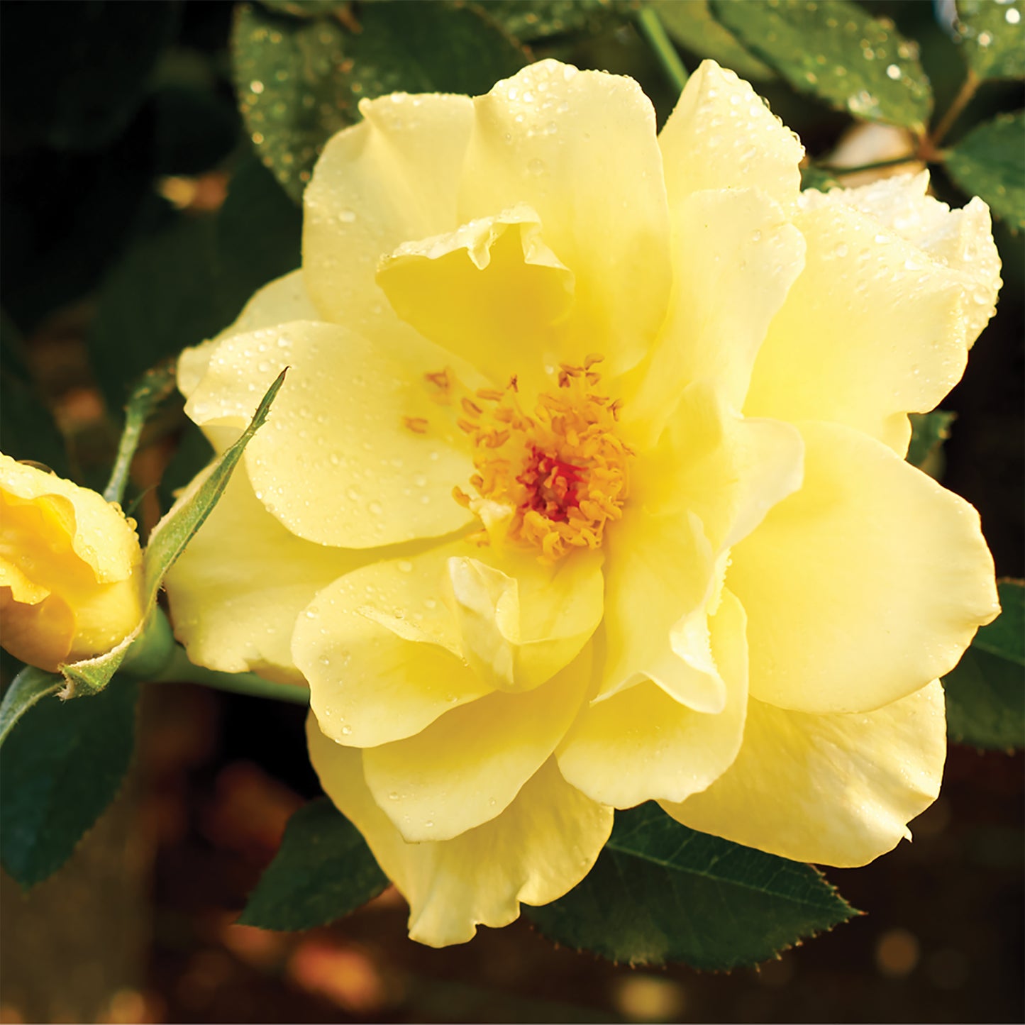 Yukon Sun™ Shrub Rose