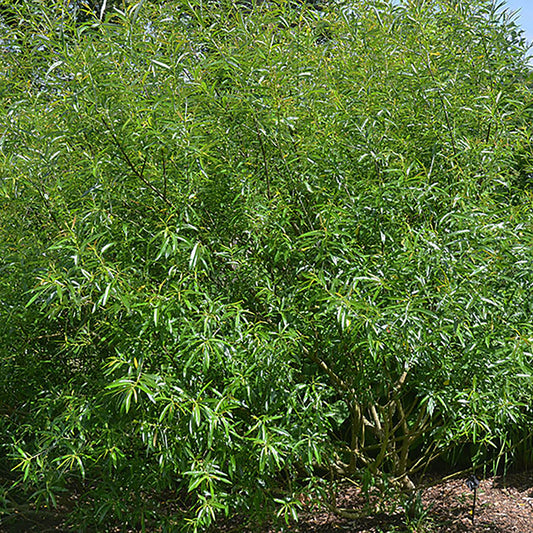 Sandbar Willow