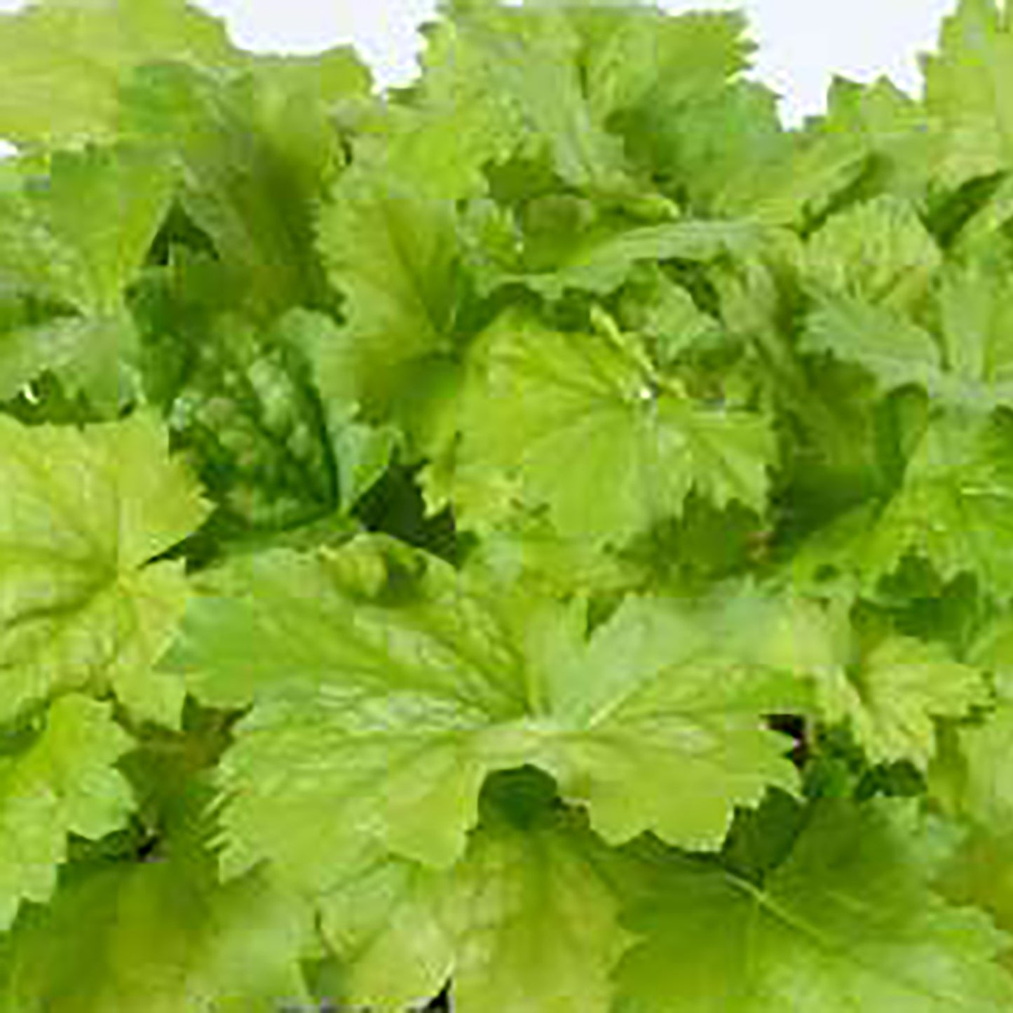 Green Tea Coral Bells
