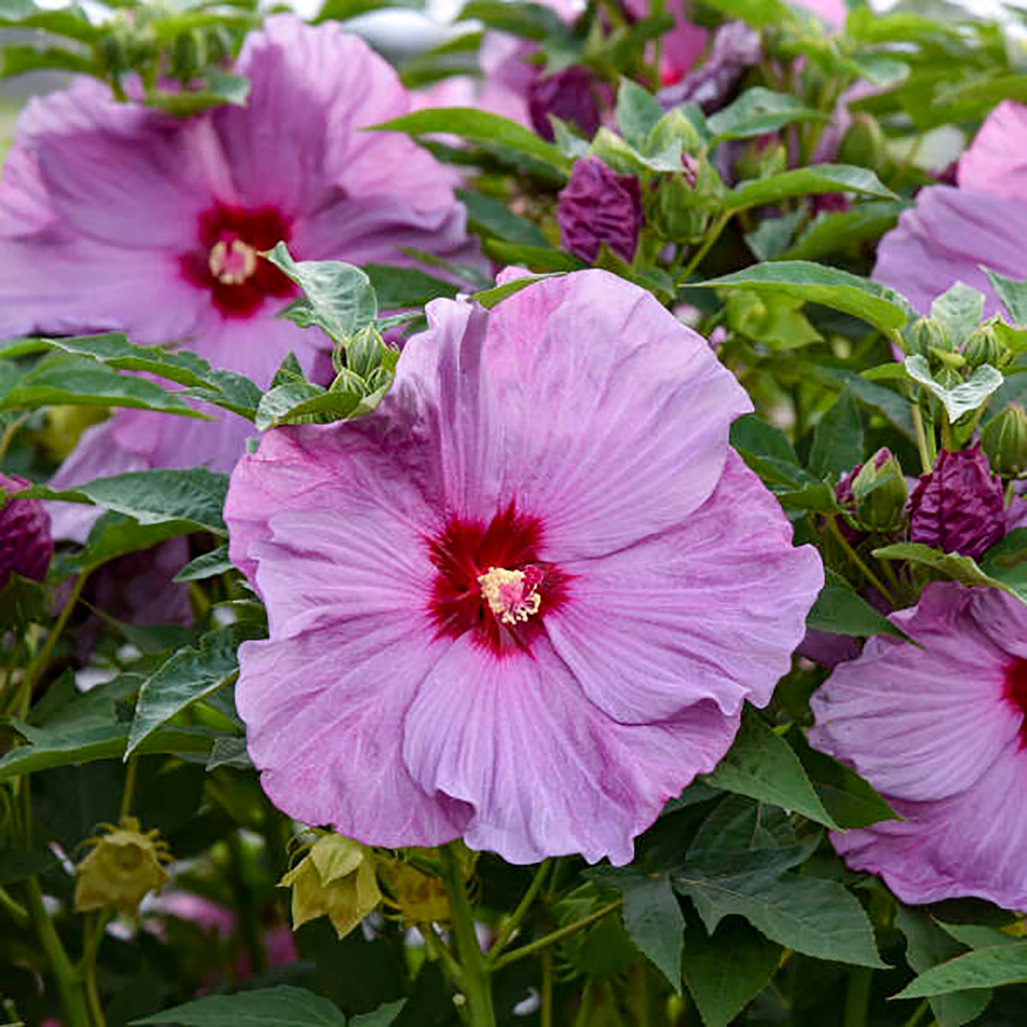 Lilac Crush Rose Mallow